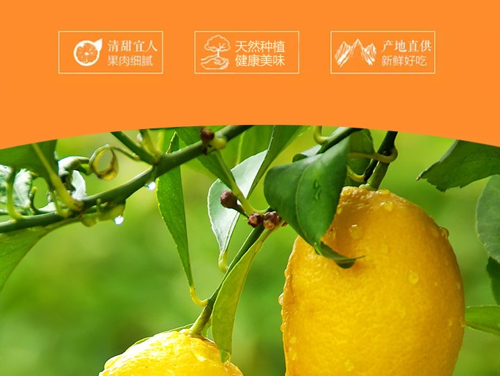 南非钥匙扣柠檬_03.jpg