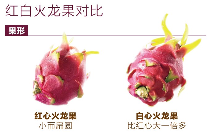 红色火龙果营养价值比白色火龙果高